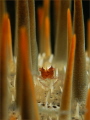In the line of fire -
Shrimp on thorny crown starfish.