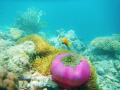 Anemone di mare con pesci pagliaccio