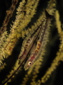 Gobies laying and fertilising eggs.
