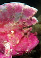 Pink leaf scorpion fish in Ambon.