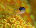 Peppermint Goby 