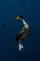 A cormorant staring at me during hunting activity.