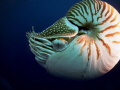 One of the most memorable moments from the amazing diving in Palau was seeing this chambered nautilus. The picture was taken with a Canon G12 in a Canon housing with 2 Sea & Sea strobes.