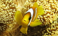 clownfish with blight eyes