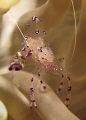 anemone shrimp on catwalk...