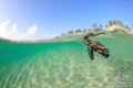 A loggerhead sea turtle starts out life in Palm Beach, Florida.