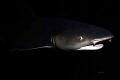 shark eyes from the dark...