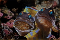 Next generation - 
Jawfishes with eggs.

Have fun watching.
