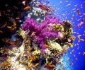 Violet Soft Coral with Anthias Explosion!
Dendronephthya klunzingeri - Lyretail anthias