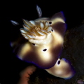 Nudi from the rear