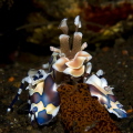 Harlequin shrimp feeding on starfish
