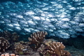 Very dense jackfish shoal.