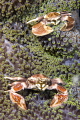 Two porcelein crabs. They were moving a lot to put them in the same frame.