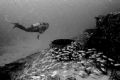 Diver approaches a wreck and a small school of Grunts. Taken off Aruba. Nikonos V, 20mm lens, Ikelite substrobe 100a.