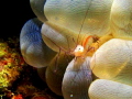 Vir Philippinensis (bubble coral shrimp)
