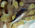 While shore diving in Bonaire at the dive site Torre's Reef, I was watching a Spotted Cleaning Shrimp jump around a  giant anemone.  When suddenly the Spotted Cleaning Shrimp jumped on the back of the Juvenile Sharpnose Puffer and went for a ride.