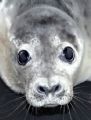 Grey Seal pup. Nikon D70, 300mm lens