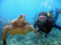 Diver and Turtle. Maui, Hawaii.
