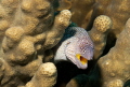 Small Moray in Eilat