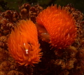 'pompom' nudis that I've never seen before, creating more little 