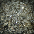 Shrimp on an anemone