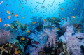 Fiji reef