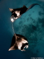 Snorkelling with manta from a live aboard.