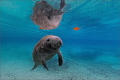 Manatee kid Manatee kid