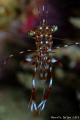 Dancing Shrimp Dancing Shrimp