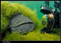 Buddy Sven facin a 2m Wels Catfish D Buddy Sven facin a 2m Wels Catfish D