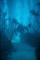 Through the Kelp Beds Through the Kelp Beds