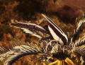 A squat lobster with coloration to match its host feather star. A squat lobster with coloration to match its host feather star.