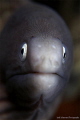 Moray portrait Moray portrait