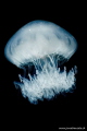 jellyfish jellyfish