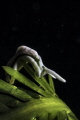b Elysia /B b Elysia /B
