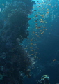 tower with anthias and damselfishes
in front of fringing reef
near Marsa Nakari tower with anthias and damselfishes
in front of fringing reef
near Marsa Nakari
