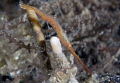 Lembeh strait nikon d800e 105 micro Lembeh strait nikon d800e 105 micro