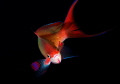 golden fish golden fish