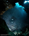 Jacks swimming through a school of silversides. Photographed with a remote strobe backlighting the fish. Jacks swimming through a school of silversides. Photographed with a remote strobe backlighting the fish.