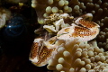 Porcelain crab Porcelain crab