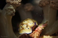 Tryoni Nudibranch. Tryoni Nudibranch.