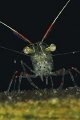 Translucent Shrimp Warrior from Ti Point Wharf Translucent Shrimp Warrior from Ti Point Wharf