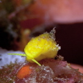 Golden Wentletrap not completely formed Golden Wentletrap not completely formed