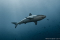 Grey Reef Shark Grey Reef Shark