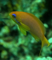 lyretail anthias
female lyretail anthias
female