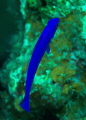 orchid dottyback orchid dottyback