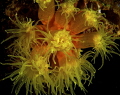 The effect of two strobes in the Anemone seems like underwater led bulbs. The effect of two strobes in the Anemone seems like underwater led bulbs.