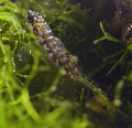 This isn t so much a contest entry as to share an image of the Fountain Darter. An endangered species found only in the 2 mile long Comal River and San Marcos River headwaters in Texas. This isn t so much a contest entry as to share an image of the Fountain Darter. An endangered species found only in the 2 mile long Comal River and San Marcos River headwaters in Texas.