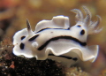 White Beauty Chromodoris Willani White Beauty Chromodoris Willani