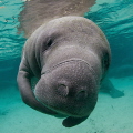 Portrait of a manatee Portrait of a manatee